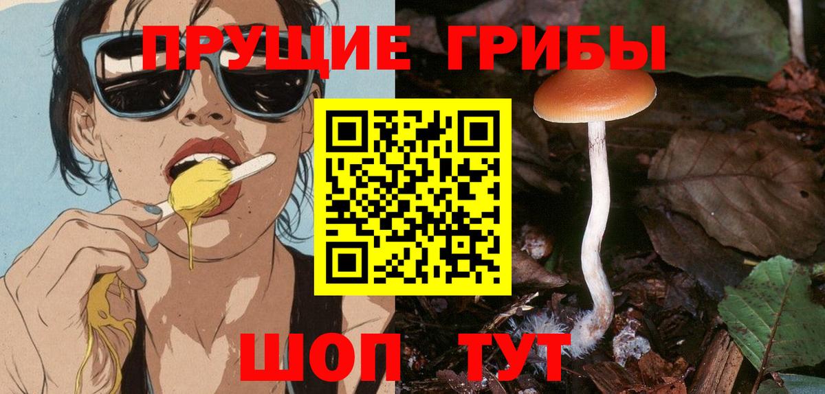 Псилоцибиновые грибы Psilocybine cubensis Заводоуковск